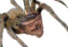 spider-araignee-peur-alerte