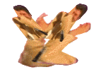 jesus inverse