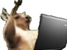 kangoo-ordinateur-kangourou