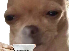 perplexe tasse blase chien