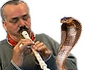 risitas-flute-cobra-vipere-pipo-serpent-menteur