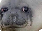 meme-crying-seal