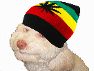 marijuana-chien