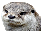 otter-loutre