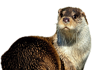 loutre-otter