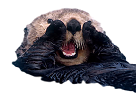 loutre-otter