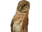 owl-chouette-debile-hiboux