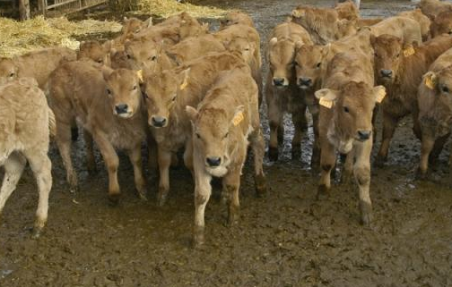 veaux vache veau