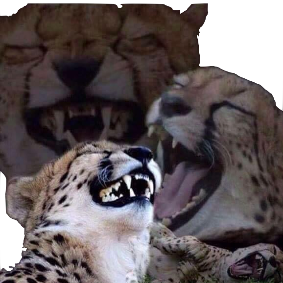 leopard sourire moquerie rire