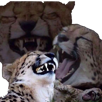 leopard-sourire-moquerie-rire