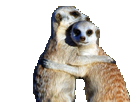 pleure-suricate-pls