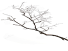 anti-branche-servissou-arbre