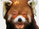 panda-risitas-roux