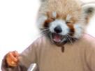 panda-roux-main-bras-risitas
