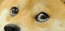 doge-shiba-meme-triste-pleure-larmes-dog-gif-animal-chien-kabosu-other-doggo