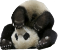 pandaf-risitas