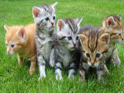 gang chat risitas chaton