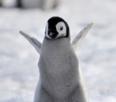 other-manchot-salut-pingouin