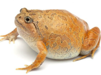 other choque rinku glyphoglossus crapaud guttulata