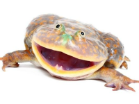 rinku issou other laevis lepidobatrachus