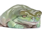 rinku-litoria-caerulea-obese-grenouille-other