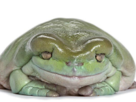 other-litoria-rinku-grenouille-obese-caerulea