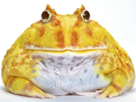 ceratophrys-other-crapaud-amphibied-rinku-cranwelli-albinos