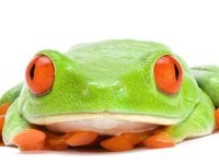 grenouille agalychnis callidryas rinku