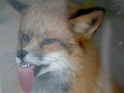 other animal fox la fenetre leche tire langue renard vitrine