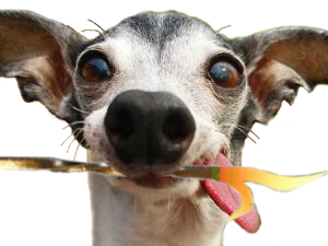 mexique witcher male risitas victime ayaaaaa 666 satan tw3 tison jesus tw the pls 3