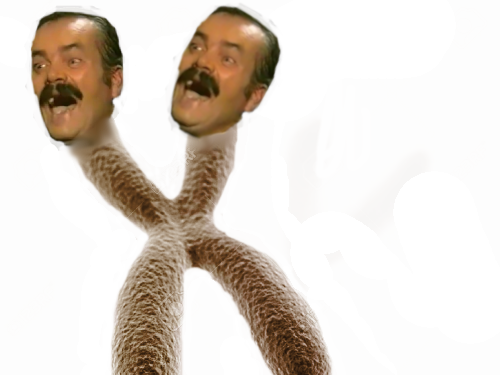 risitas chromosome paces