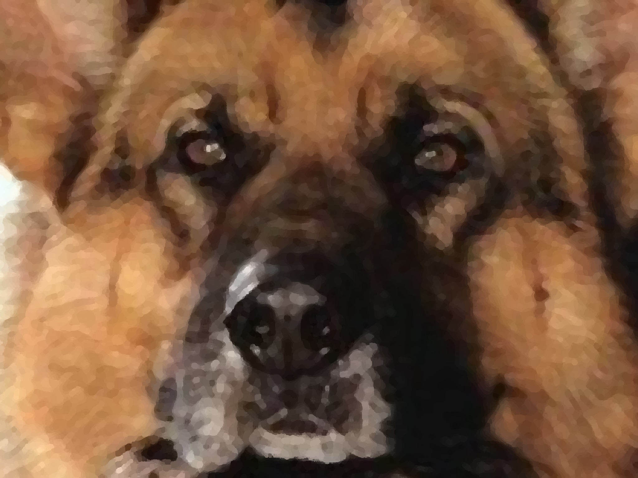 berger allemand rex flic chien