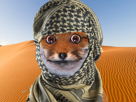 desert-other-chaleur-bedouin-ryodelrio-sahara-fox-renard