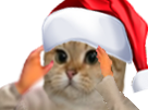 other-sodium-noel-chat