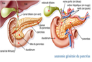 medecine-entherologie-pancreas-other-gasto