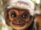 azus-other-yeux-singe-gibbon