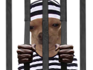 marron-barres-other-barreaux-prisonnier-chapeau-blase-gordonnt4-dog-triste-chien