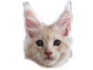 chaton-chatte-oksana-simple-other-chat-face