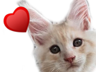 chat-chatte-coeur-oksana-amour