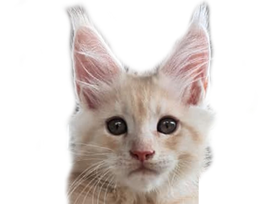 mignon chat other chatte oksana cute