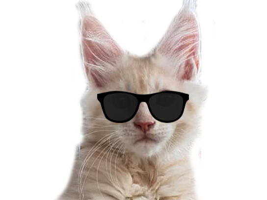 risitas 10 gosse chaton oksana face lunettes chatte yes beau chat life