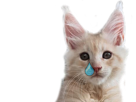 chat-triste-oksana-cry-pleure-simple-face-chatte-other-chaton-snif