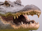 alligator-dents-reptile-monstre-crocodile-other-animal