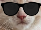 gosse-lunette-chat-oksana-undercut-soleil-chatte-beau-chaton-lunettes-other