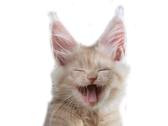 ptdr lol chatte chaton mdr rire fun face chat oksana delire