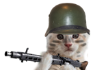 wwi-chatte-mg42-chaton-chat-risitas-oksana-wwii-allemand-mitrailleuse-face-guerre-soldat
