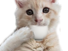 cup-of-larmes-face-drink-chatte-the-boit-chat-oksana-other-chaton-tea-english-larme