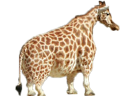 other-girafe-animal-nofake-naine