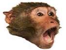 monkas singe gtchimp