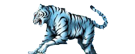 blanc-risitas-tigre-saute-bleu-croc